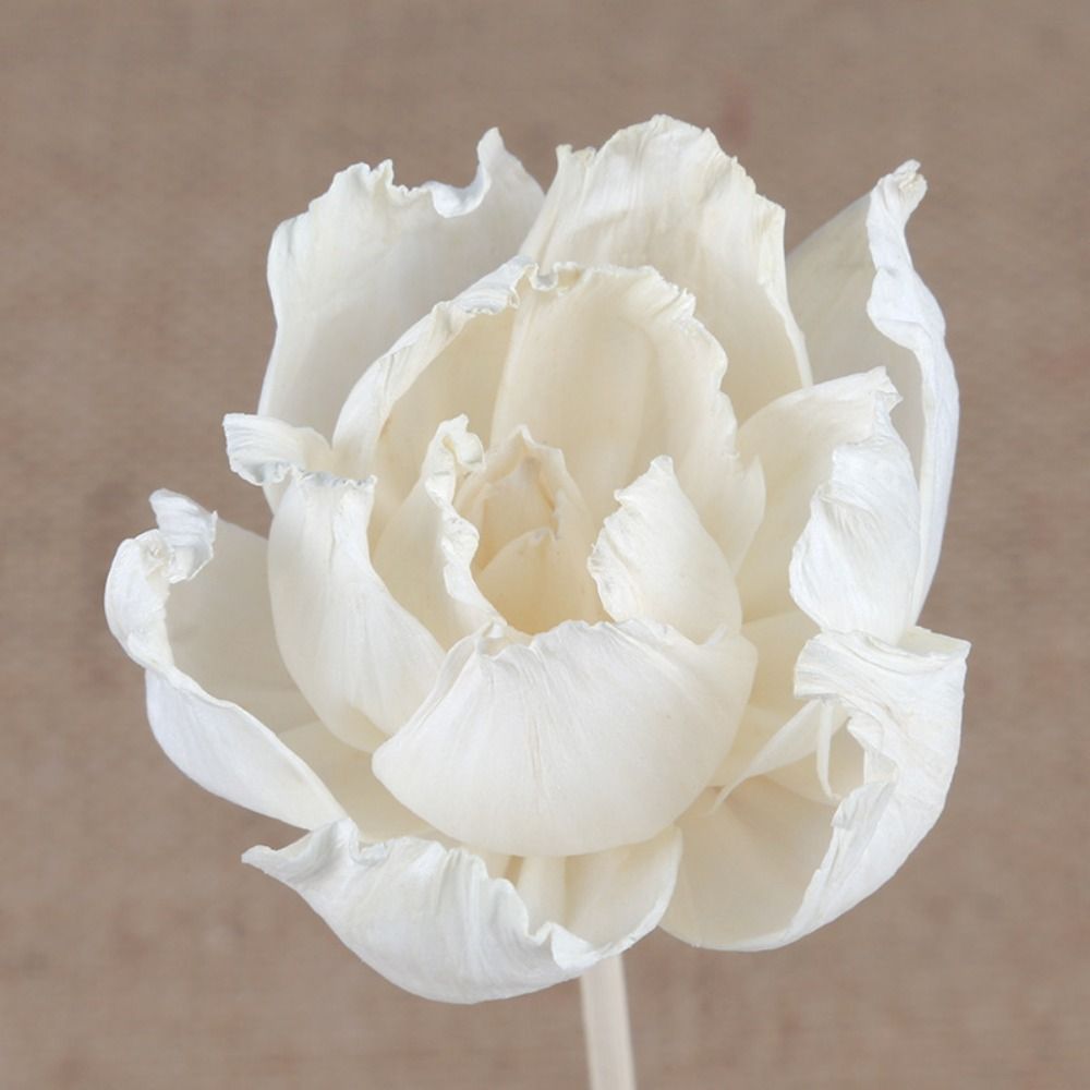 Multipurpose 5cm Natural Handm - Home Fragrance Natural ulasan dan harga